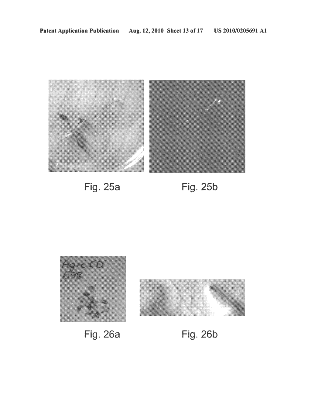 NUCLEOTIDE SEQUENCES REGULATING GENE EXPRESSION AND CONSTRUCTS AND METHODS UTILIZING SAME - diagram, schematic, and image 14