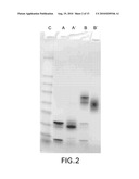 AMYLOID BETA(1-42) OLIGOMERS, DERIVATIVES THEREOF AND ANTIBODIES THERETO, METHODS OF PREPARATION THEREOF AND USE THEREOF diagram and image