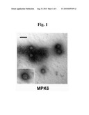 Phage Therapy Against Pseudomonas Aeruginosa diagram and image