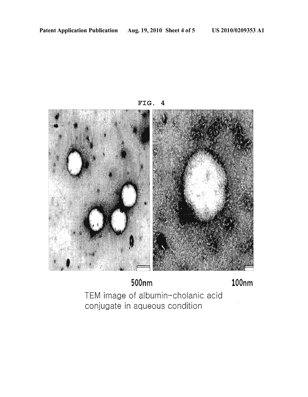 TUMOR TARGETING PROTEIN CONJUGATE AND A METHOD FOR PREPARING THE SAME - diagram, schematic, and image 05