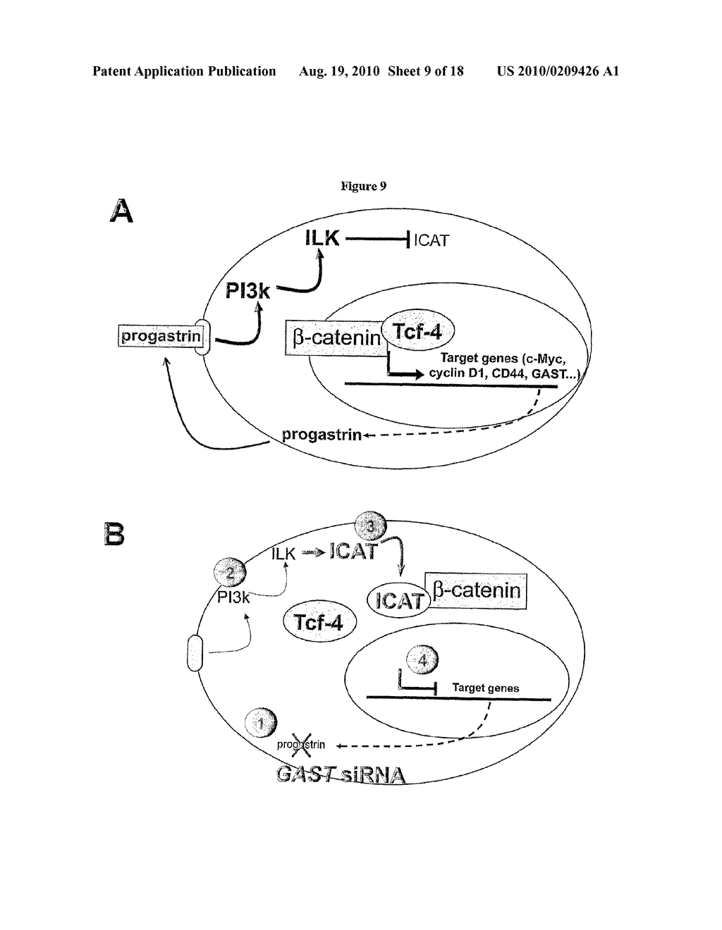 INHIBITORS OF PROGASTRIN-INDUCED REPRESSION OF ICAT FOR TREATING AND/OR PREVENTING COLORECTAL CANCER, ADENOMATOUS POLYPOSIS OR METASTASIS DISPLAYING PROGASTRIN-SECRETING CELLS AND CELLS IN WHICH THE BETA-CATENIN/TCF-MEDIATED TRANSCRIPTIONAL PATHWAY IS CONSTITUTIVELY ACTIVE - diagram, schematic, and image 10