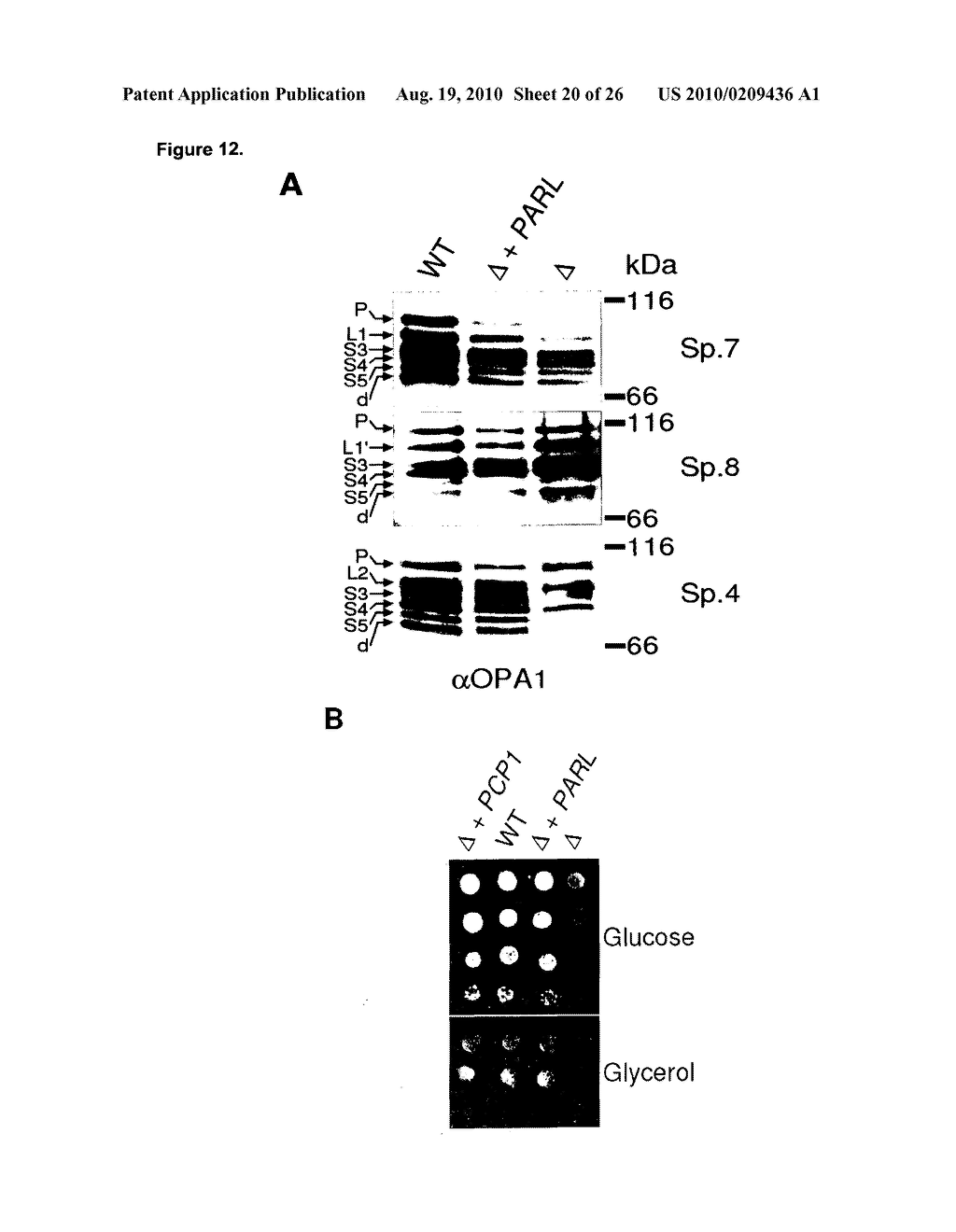 METHOD FOR TREATING DISEASES RELATED TO MITOCHONDRIAL DYSFUNCTION - diagram, schematic, and image 21