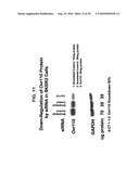 OVR110 Antibody Compositions and Methods of Use diagram and image