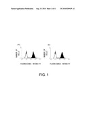 Anti-Prominin-1 Antibody having ADCC Activity or CDC Activity diagram and image