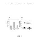 Anti-Prominin-1 Antibody having ADCC Activity or CDC Activity diagram and image