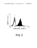 Anti-Prominin-1 Antibody having ADCC Activity or CDC Activity diagram and image