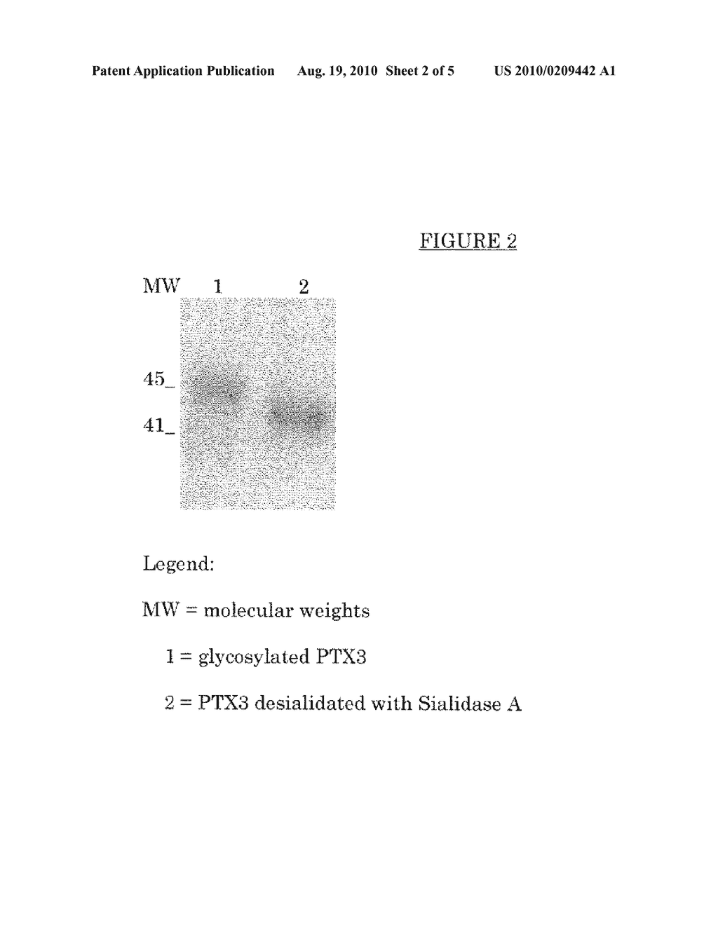 DEGLYCOSYLATED AND DESIALIDATED LONG PENTRAXIN PTX3 - diagram, schematic, and image 03