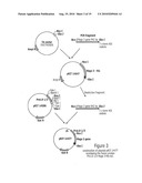 MAGE3 Polypeptides diagram and image