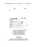 MAGE3 Polypeptides diagram and image