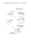 MAGE3 Polypeptides diagram and image