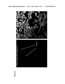 MUTANT DOUBLE CYCLIZED RECEPTOR PEPTIDES INHIBITING BETA1-ADRENOCEPTOR ANTIBODIES diagram and image