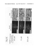 TDF-RELATED COMPOUNDS AND ANALOGS THEREOF, ANALOGS AND BIOACTIVE FRAGMENTS diagram and image