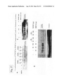 TDF-RELATED COMPOUNDS AND ANALOGS THEREOF, ANALOGS AND BIOACTIVE FRAGMENTS diagram and image