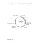 POLYNUCLEOTIDE MARKERS diagram and image