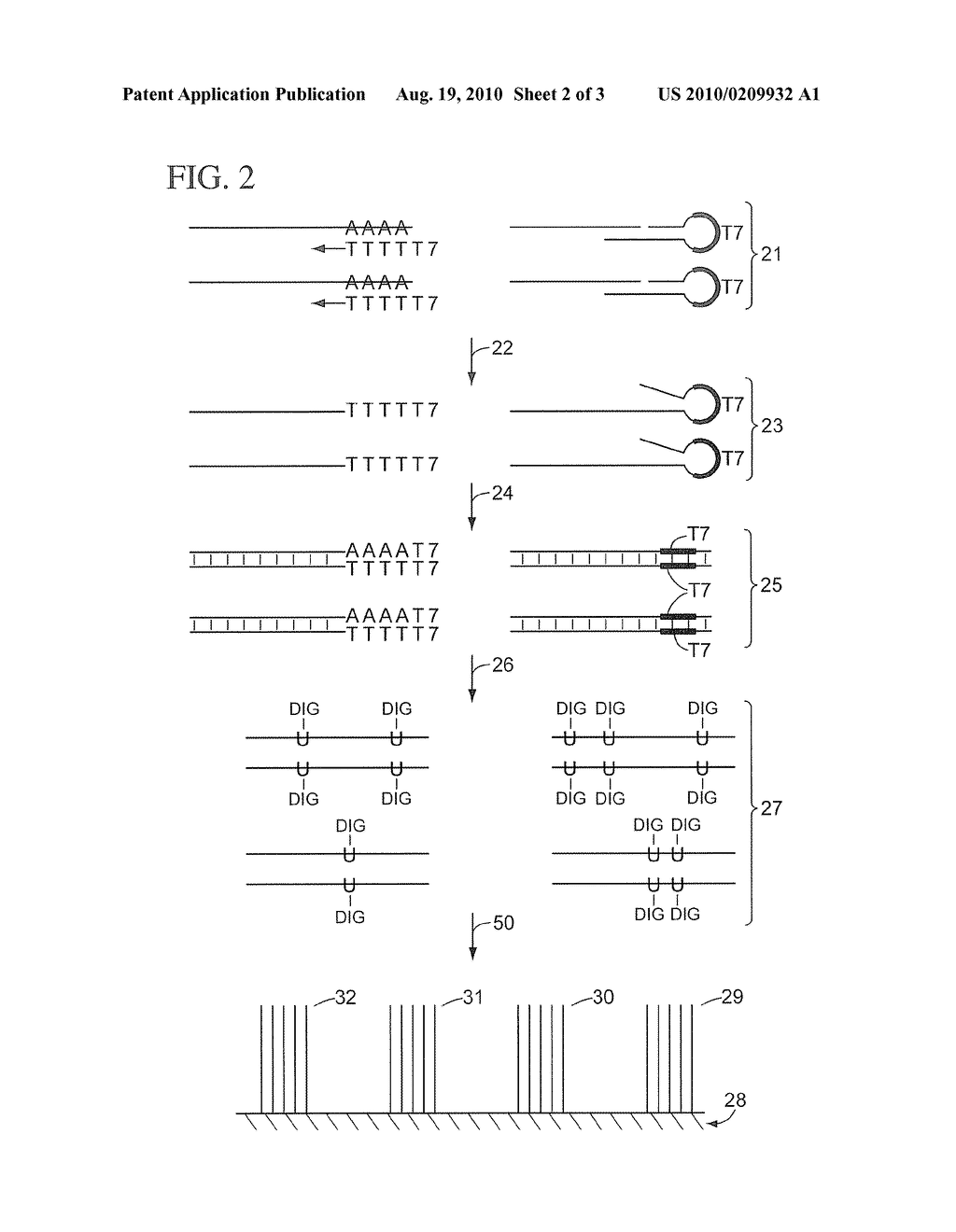 MicroRNA and Messenger RNA Detection On Arrays - diagram, schematic, and image 03