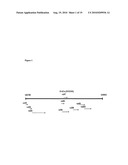 Novel recombinant 15-kDa polypeptide and use of same in detecting human infection with Bartonella henselae diagram and image