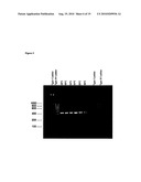 Novel recombinant 15-kDa polypeptide and use of same in detecting human infection with Bartonella henselae diagram and image