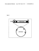 Novel recombinant 15-kDa polypeptide and use of same in detecting human infection with Bartonella henselae diagram and image