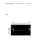 Novel recombinant 15-kDa polypeptide and use of same in detecting human infection with Bartonella henselae diagram and image