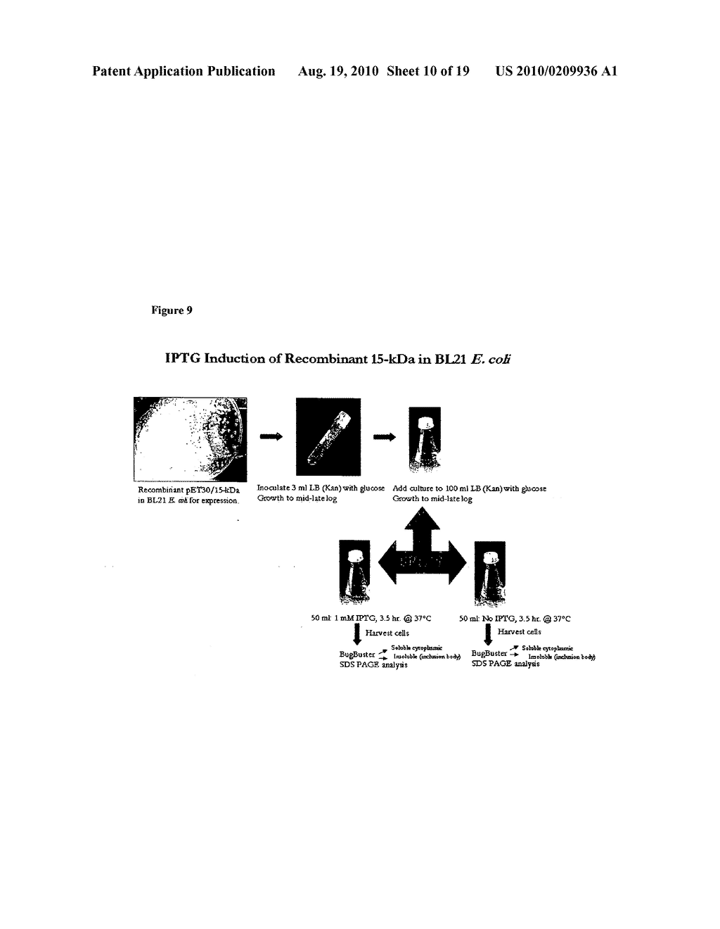 Novel recombinant 15-kDa polypeptide and use of same in detecting human infection with Bartonella henselae - diagram, schematic, and image 11