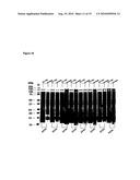 Novel recombinant 15-kDa polypeptide and use of same in detecting human infection with Bartonella henselae diagram and image