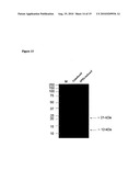 Novel recombinant 15-kDa polypeptide and use of same in detecting human infection with Bartonella henselae diagram and image