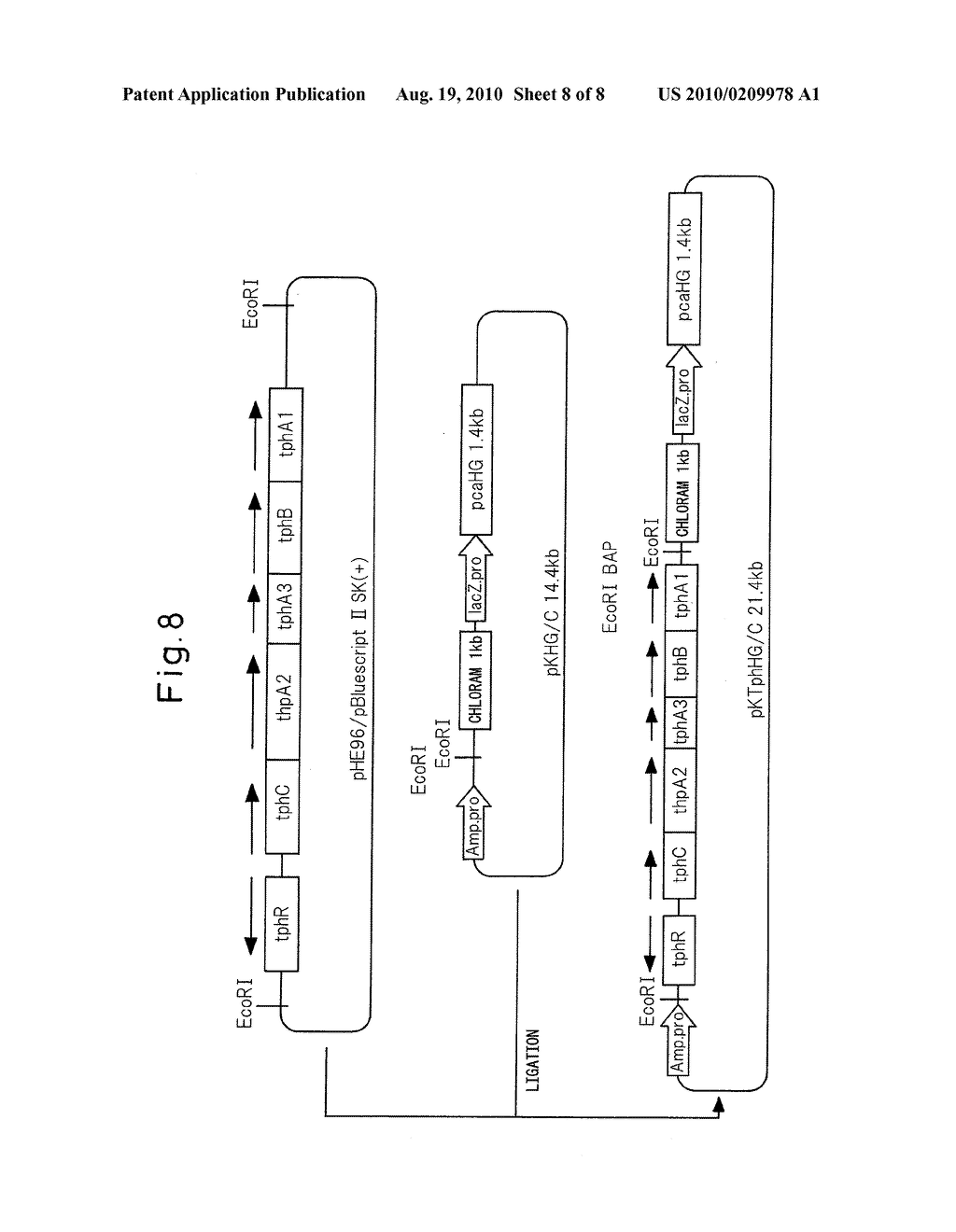 GENE-DISRUPTED STRAIN, RECOMBINANT PLASMIDS, TRANSFORMANTS AND PROCESS FOR PRODUCTION OF 3-CARBOXYMUCONOLACTONE - diagram, schematic, and image 09