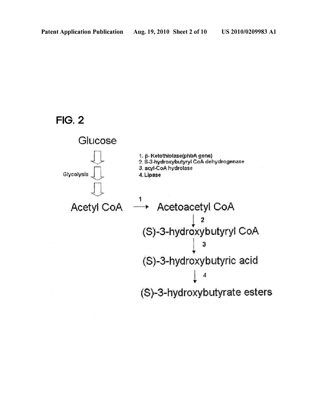 PREPARING METHOD FOR (S)-3HYDROXYBUTYRIC ACID AND (S)-3 HYDROXYBUTYRATE ESTER USING RECOMBINANT MICROORGANISM - diagram, schematic, and image 03