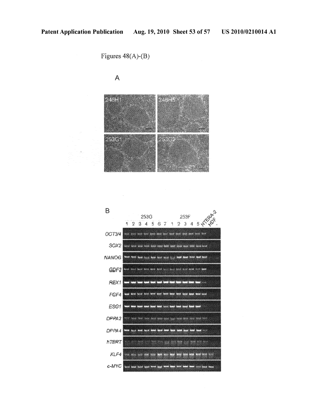 Nuclear reprogramming factor and induced pluripotent stem cells - diagram, schematic, and image 54