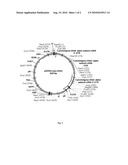 RNAi Inhibition of Alpha-ENaC Expression diagram and image