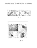 PEPTIDES AND PHARMACEUCAL COMPOSITIONS FOR TREATING CONNECTIVE TISSUE diagram and image