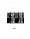 Novel Bacillus Thuringiensis Crystal Polypetides, Polynucleotides, and Compositions Thereof diagram and image