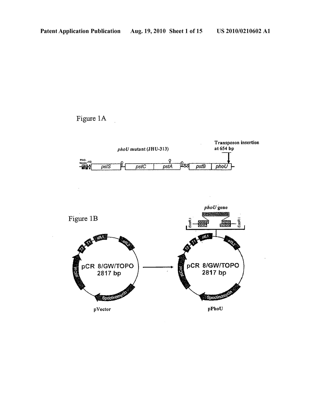 PhoU (PerF), A PERSISTENCE SWITCH INVOLVED IN PERSISTER FORMATION AND TOLERANCE TO MULTIPLE ANTIBIOTICS AND STRESSES AS A DRUG TARGET FOR PERSISTER BACTERIA - diagram, schematic, and image 02