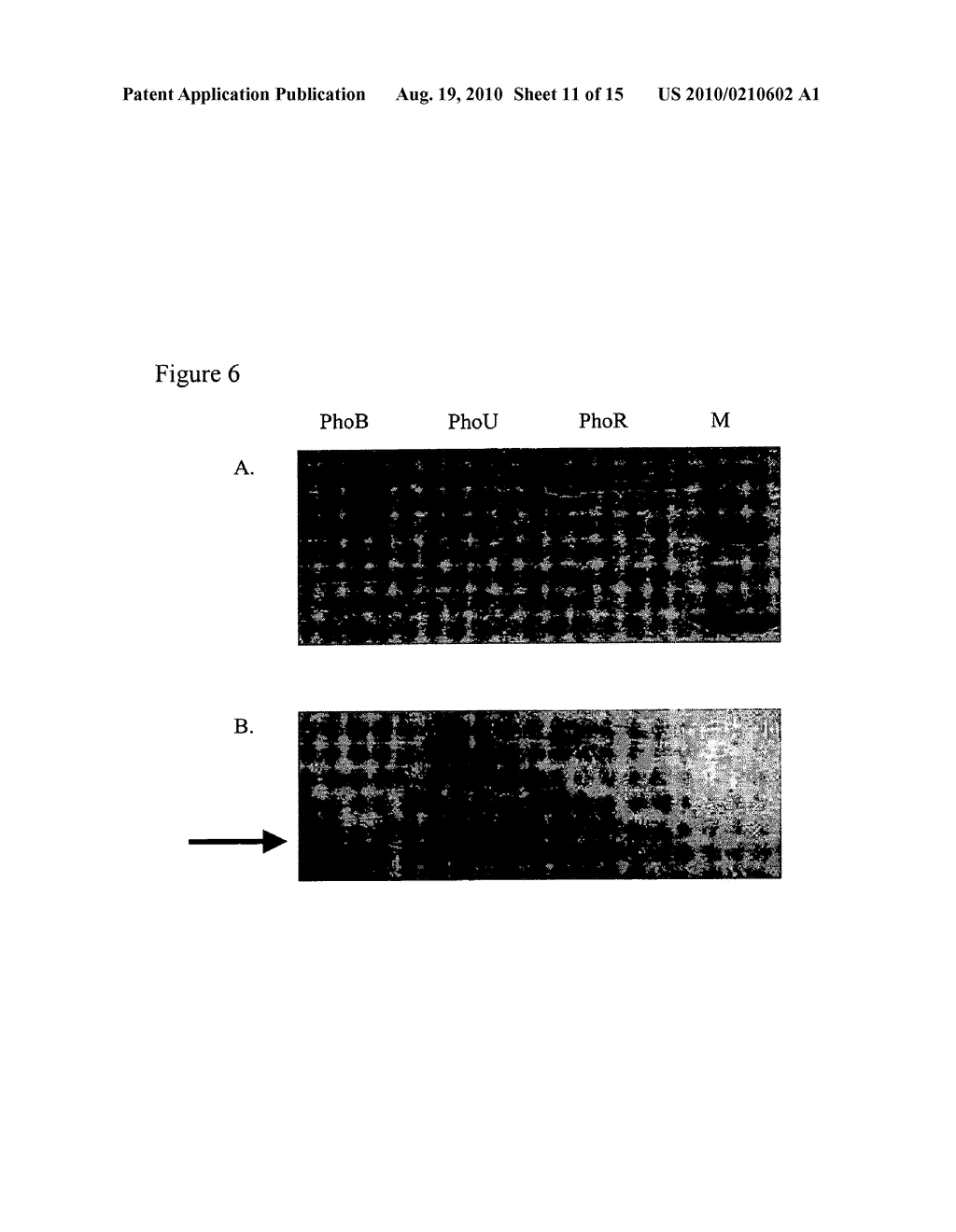 PhoU (PerF), A PERSISTENCE SWITCH INVOLVED IN PERSISTER FORMATION AND TOLERANCE TO MULTIPLE ANTIBIOTICS AND STRESSES AS A DRUG TARGET FOR PERSISTER BACTERIA - diagram, schematic, and image 12