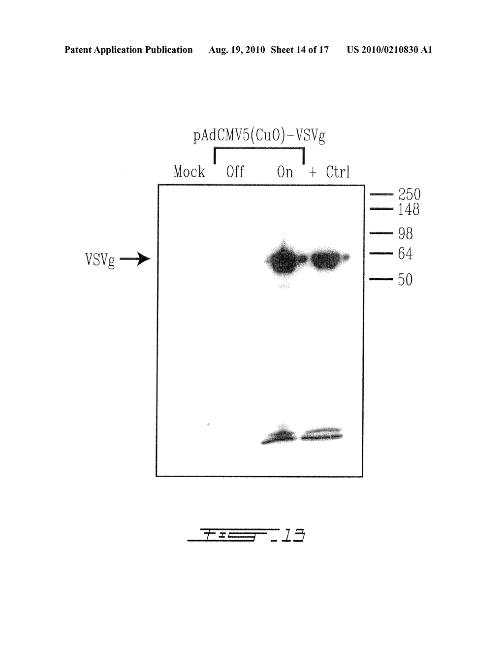 SYSTEM FOR INDUCIBLE EXPRESSION IN EUKARYOTIC CELLS - diagram, schematic, and image 15