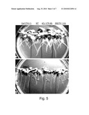 PLANTS OVER-EXPRESSING PME diagram and image