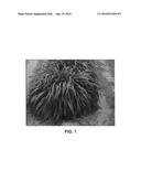 Pennisetum  Tift-23  diagram and image