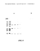 STREPTOCOCCUS M PROTEIN, IMMUNOGENIC FRAGMENTS, NUCLEIC ACIDS AND METHODS OF USE diagram and image