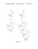 OLIGONUCLEOTIDE ANALOGUES INCORPORATING 5-AZA-CYTOSINE THEREIN diagram and image