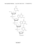 OLIGONUCLEOTIDE ANALOGUES INCORPORATING 5-AZA-CYTOSINE THEREIN diagram and image