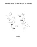 OLIGONUCLEOTIDE ANALOGUES INCORPORATING 5-AZA-CYTOSINE THEREIN diagram and image