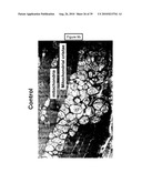 COMPOSITION FOR REGULATING LIPID METABOLISM diagram and image