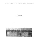 FIBER CROSS-LINKED BODY AND MANUFACTURING METHOD OF FIBER CROSS-LINKED BODY diagram and image