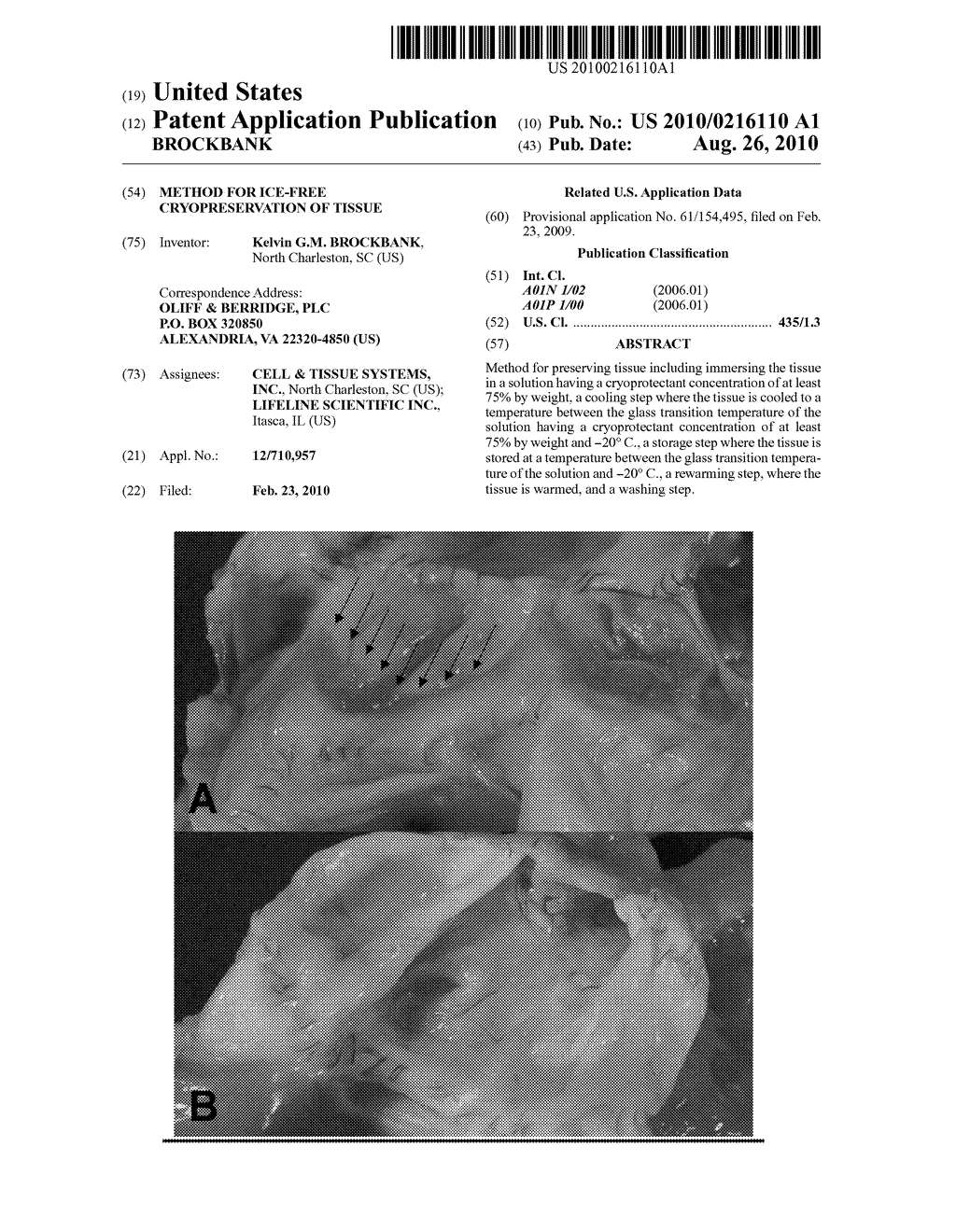 METHOD FOR ICE-FREE CRYOPRESERVATION OF TISSUE - diagram, schematic, and image 01
