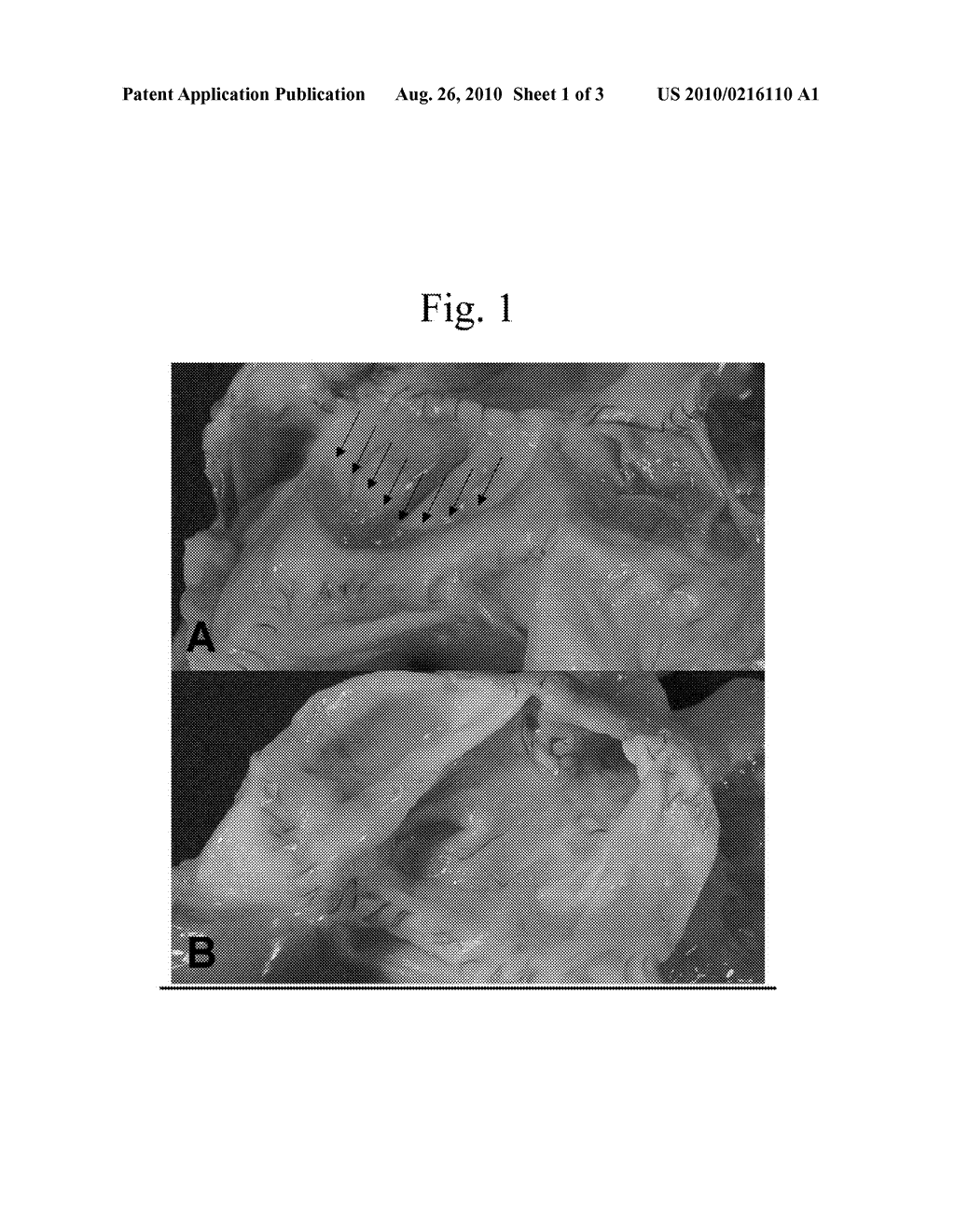 METHOD FOR ICE-FREE CRYOPRESERVATION OF TISSUE - diagram, schematic, and image 02