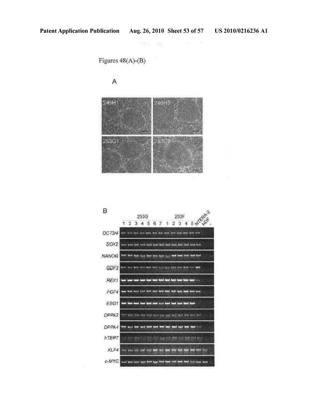 Nuclear reprogramming factor and induced pluripotent stem cells - diagram, schematic, and image 54