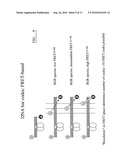 DNA-Based Biosensors diagram and image