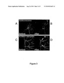 Low Level Fluorescence Detection at the Light Microscopic Level diagram and image