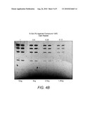 DETECTION OF IMMOBILIZED NUCLEIC ACID diagram and image