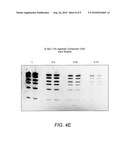 DETECTION OF IMMOBILIZED NUCLEIC ACID diagram and image